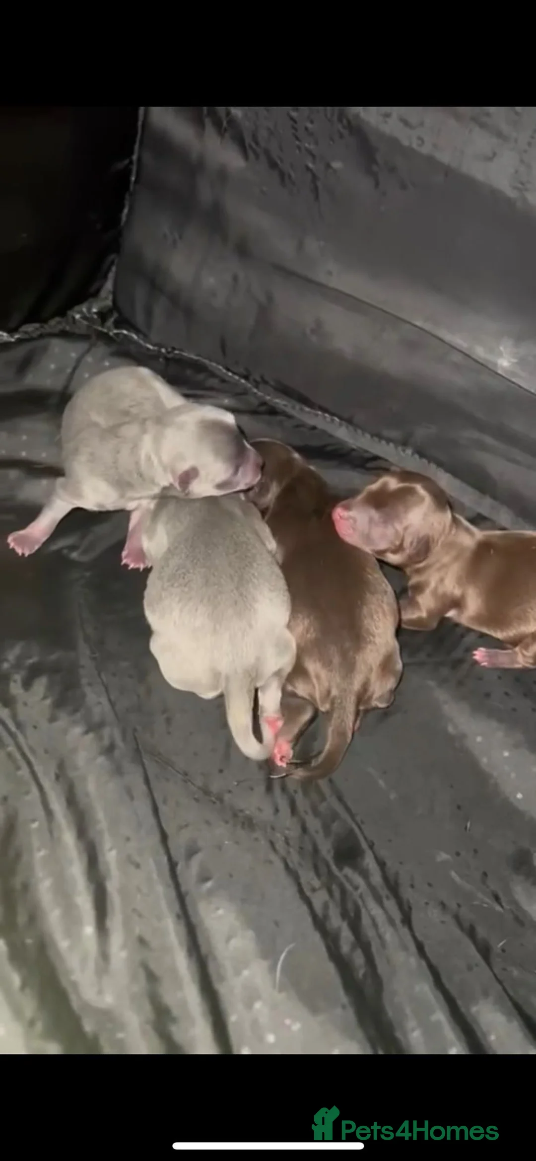 Chihuahua dogs for stud: small chihuahua stud only not for sale! proven  in King's Lynn - Advert 7