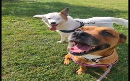 Mixed Breed dogs for sale: Staffy x Rhodesian Ridgeback ( F) collie x ( m) - Image 1