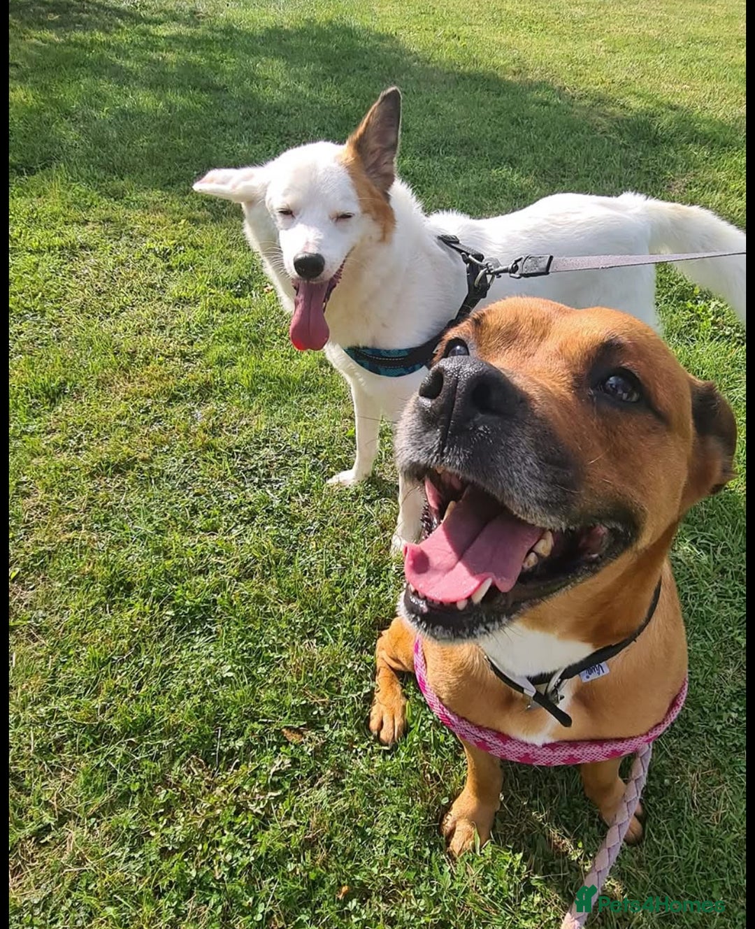 Mixed Breed dogs for sale: Staffy x Rhodesian Ridgeback ( F) collie x ( m) - Image 1