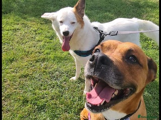 Mixed Breed dogs - Advert 11