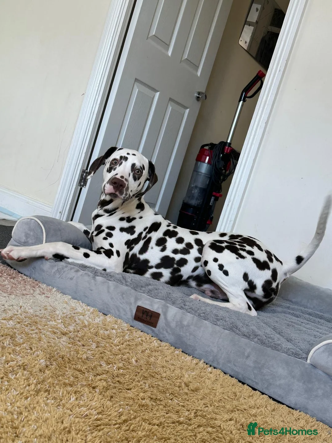 Dalmatian dogs for sale: Stunning KC Registered Liver Spotted Dalmatian ✨ - Advert 2