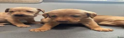 Labrador Retriever dogs for sale: 10 adorable fox red Labrador puppies  - Advert 17