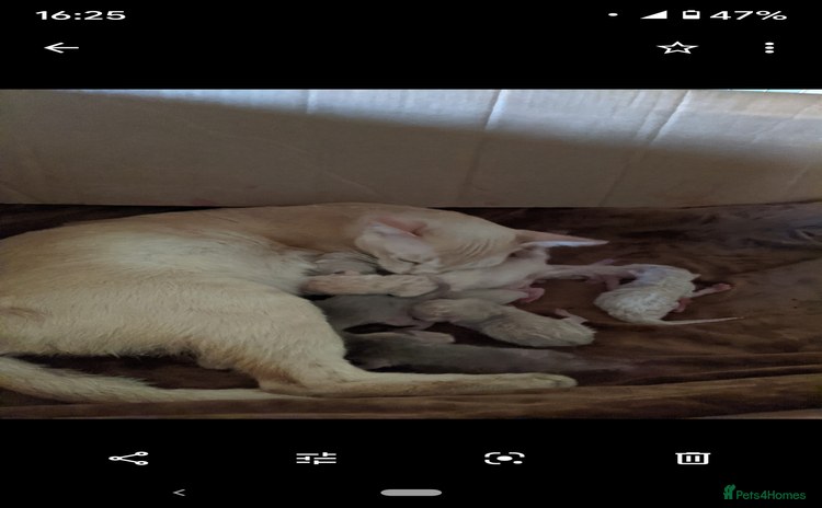 Burmese cats Burmese Red Male Kitten  - Advert 1