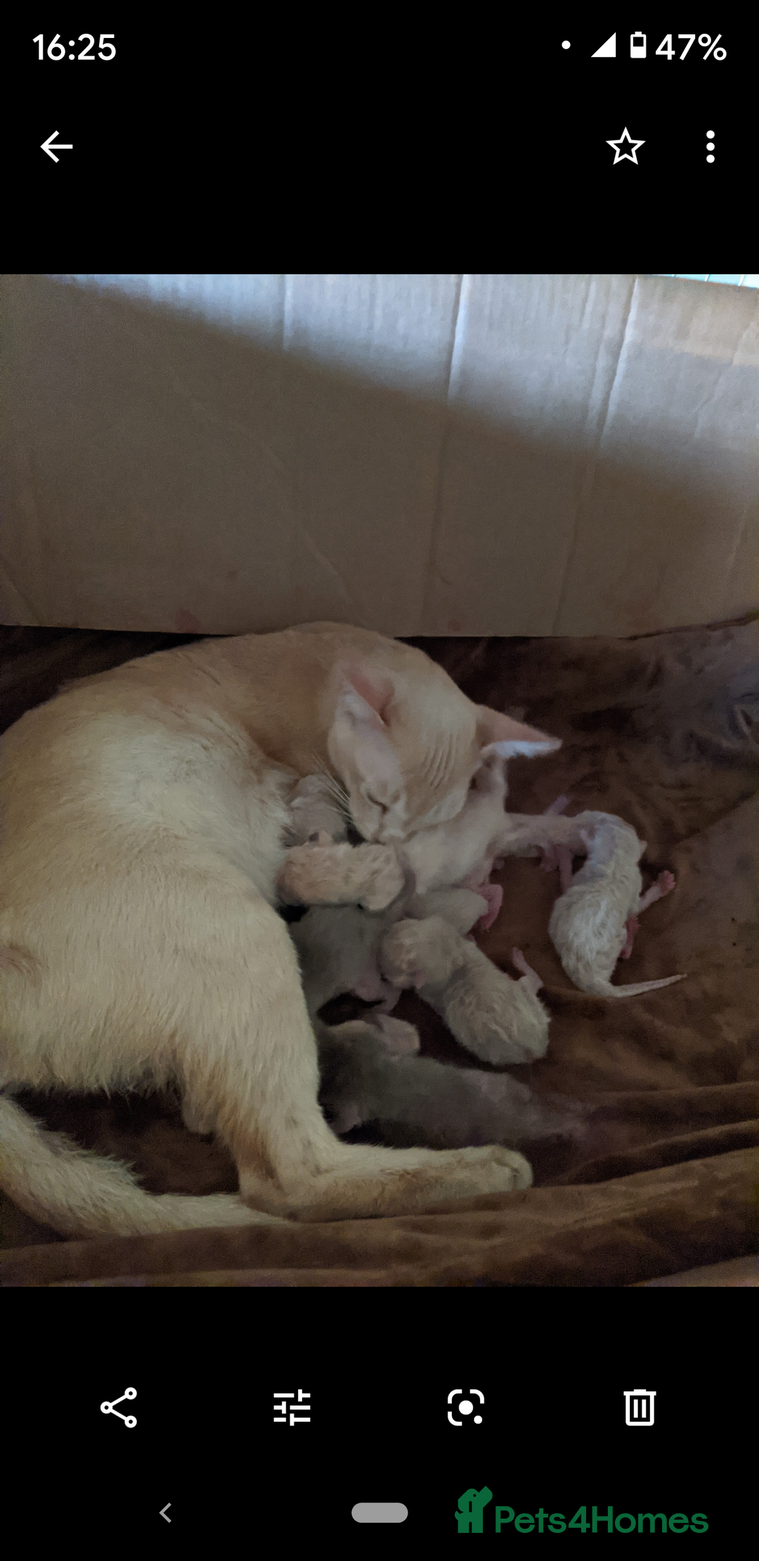 Burmese cats for sale: Burmese Red Male Kitten  - Advert 1