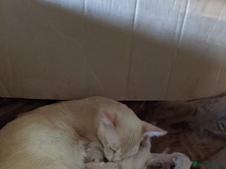 Burmese cats Burmese Red Male Kitten - Advert 1