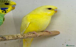 Budgerigars birds for sale: Young budgies for sale - Image 3