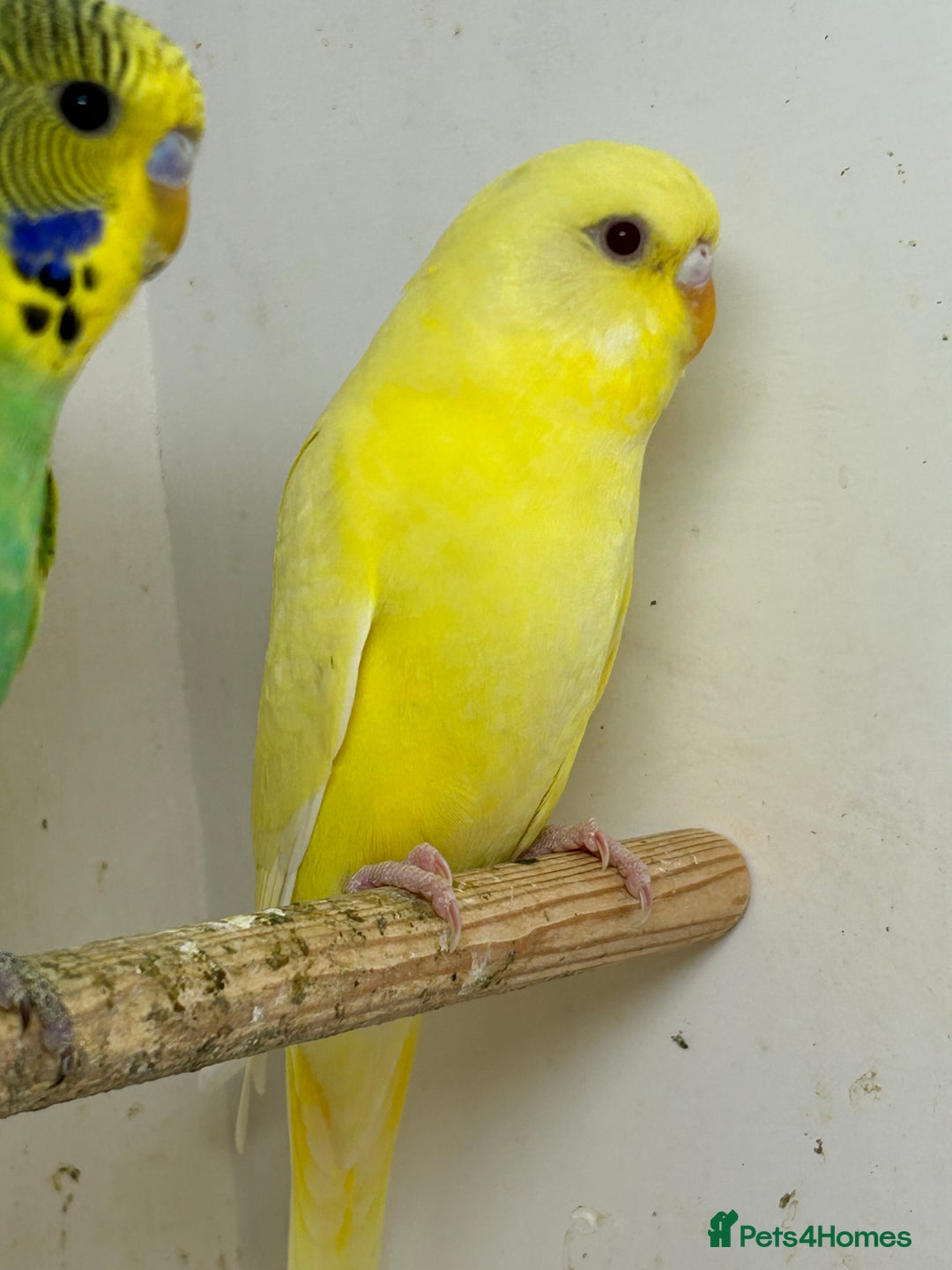 Budgerigars birds for sale: Young budgies for sale - Image 3