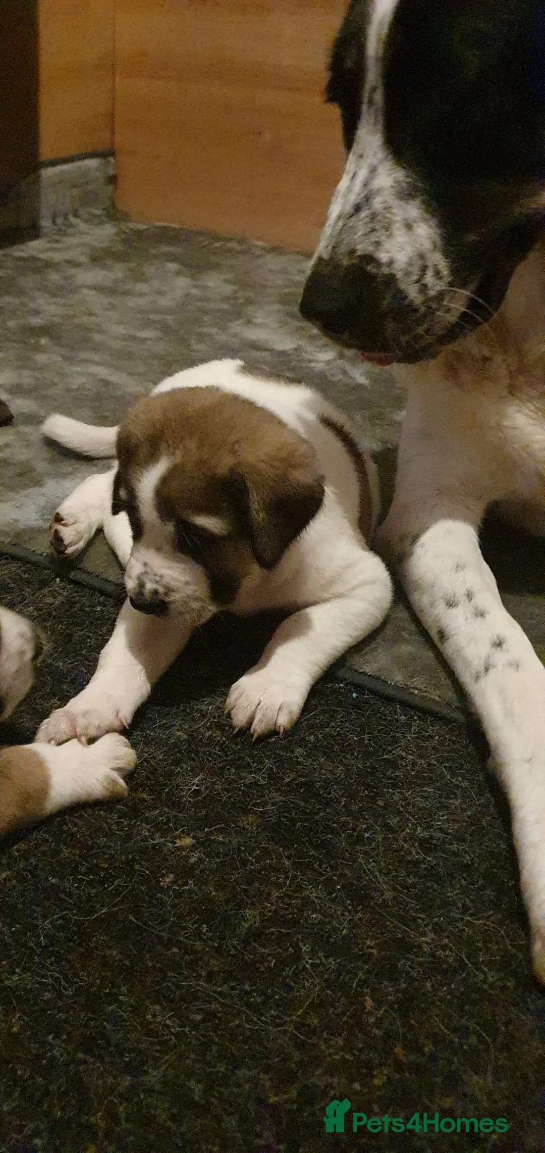 Central Asian Shepherd dogs for sale: Central asian shepherd pups (alabai) in Chester - Advert 2