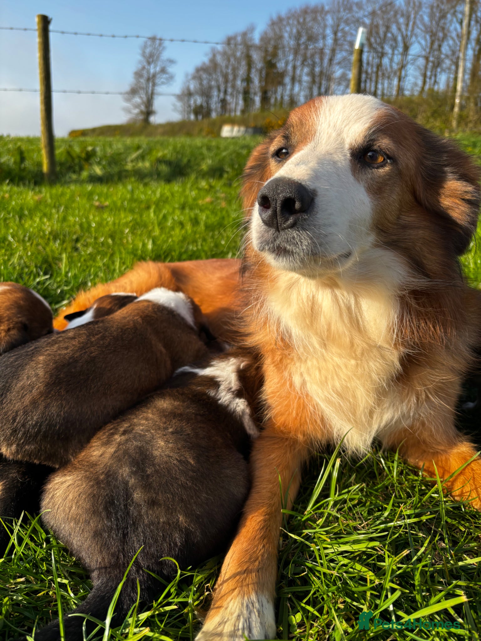 Welsh Collie dogs Welsh Sheepdog Puppies - Advert 1