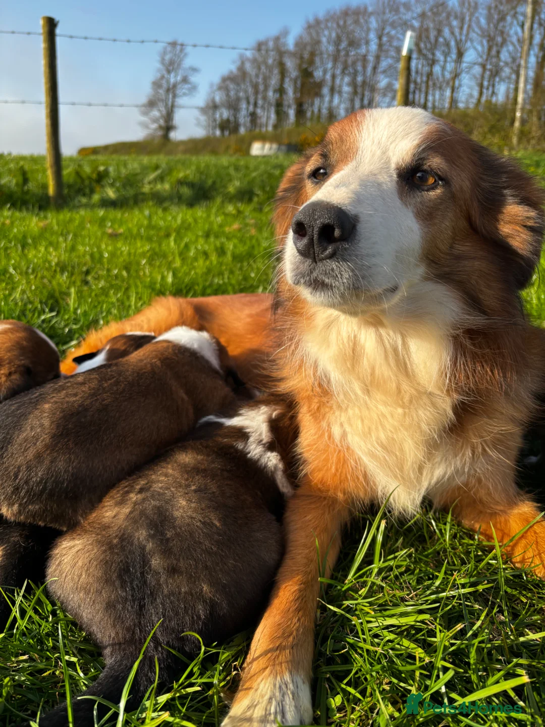 Welsh Collie dogs for sale: Welsh Sheepdog Puppies in Bodmin - Advert 1