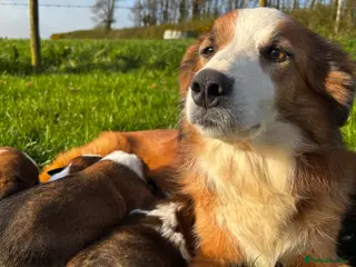 Welsh Collie dogs Welsh Sheepdog Puppies - Advert 1