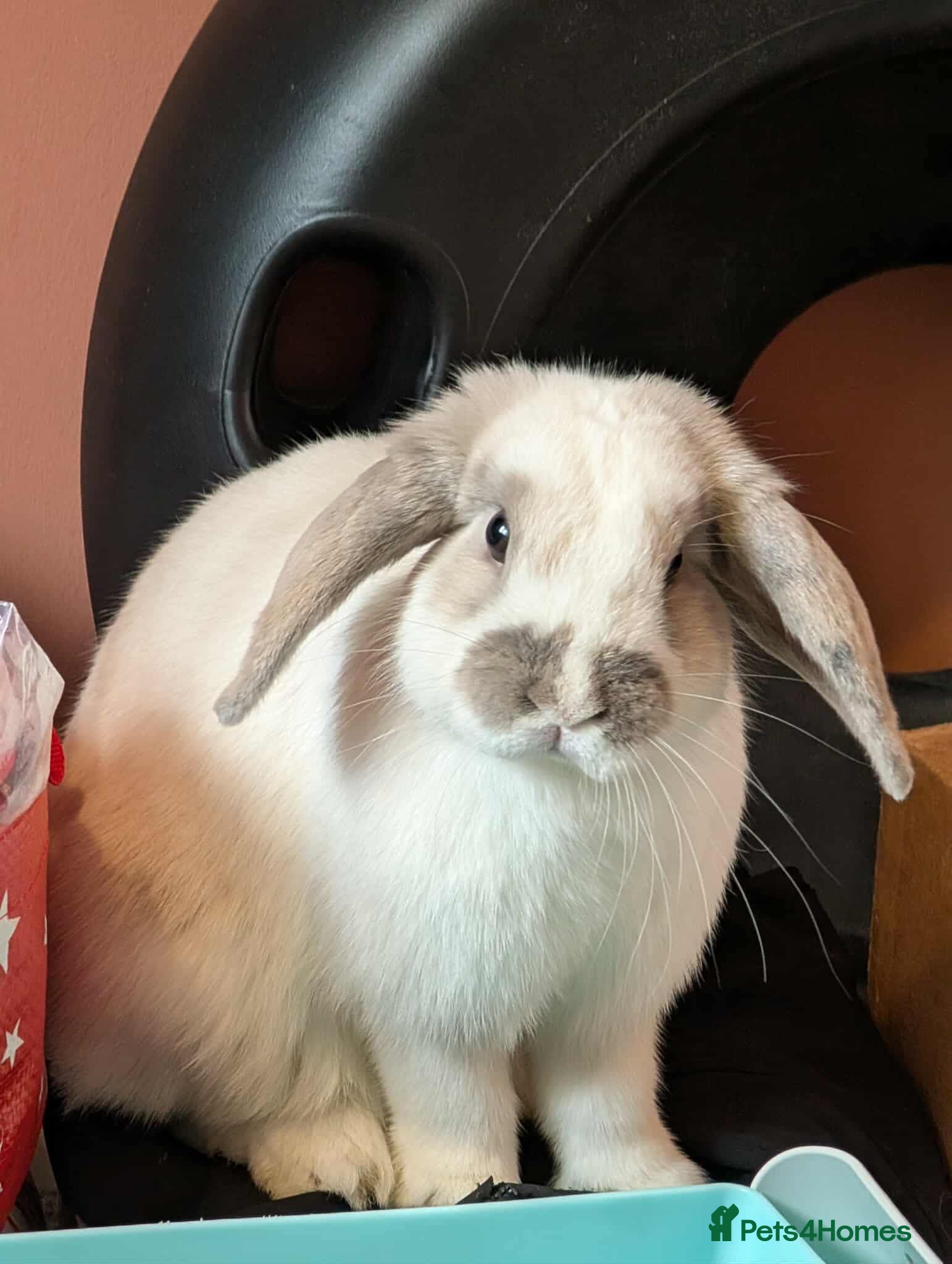 Mixed Breed rabbits Bunnies available for adoption  - Advert 12