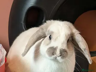 Mixed Breed rabbits Bunnies available for adoption - Advert 12