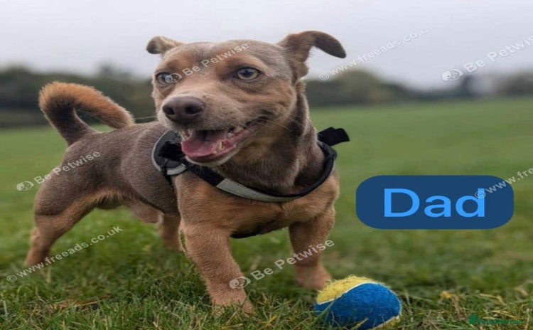 Jack Russell dogs - Advert 7