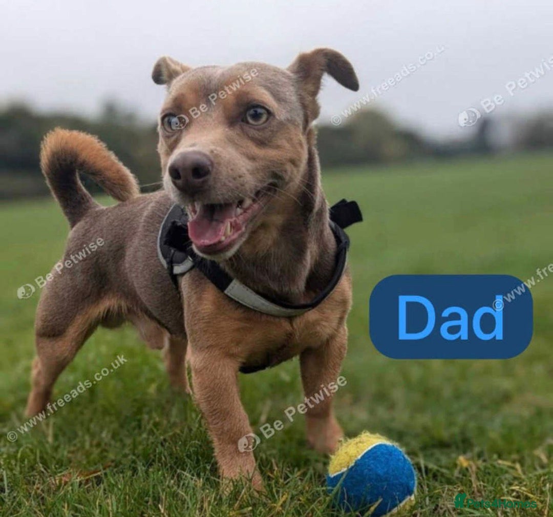 Jack Russell dogs for sale: 🌈 Jack Russells 🌈 - Image 8