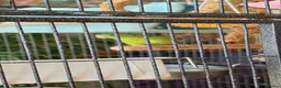 Parrots birds for sale: Rare green rumped parrolet  in Croydon - Advert 3