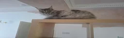 Maine Coon cats for sale: 2 year old Maine coon male cat in Kelty - Advert 3