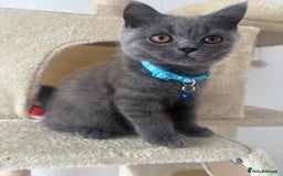 British Shorthair cats for sale: 🐾 2 Adorable Male British Shorthair Kittens🐾 - Image 6