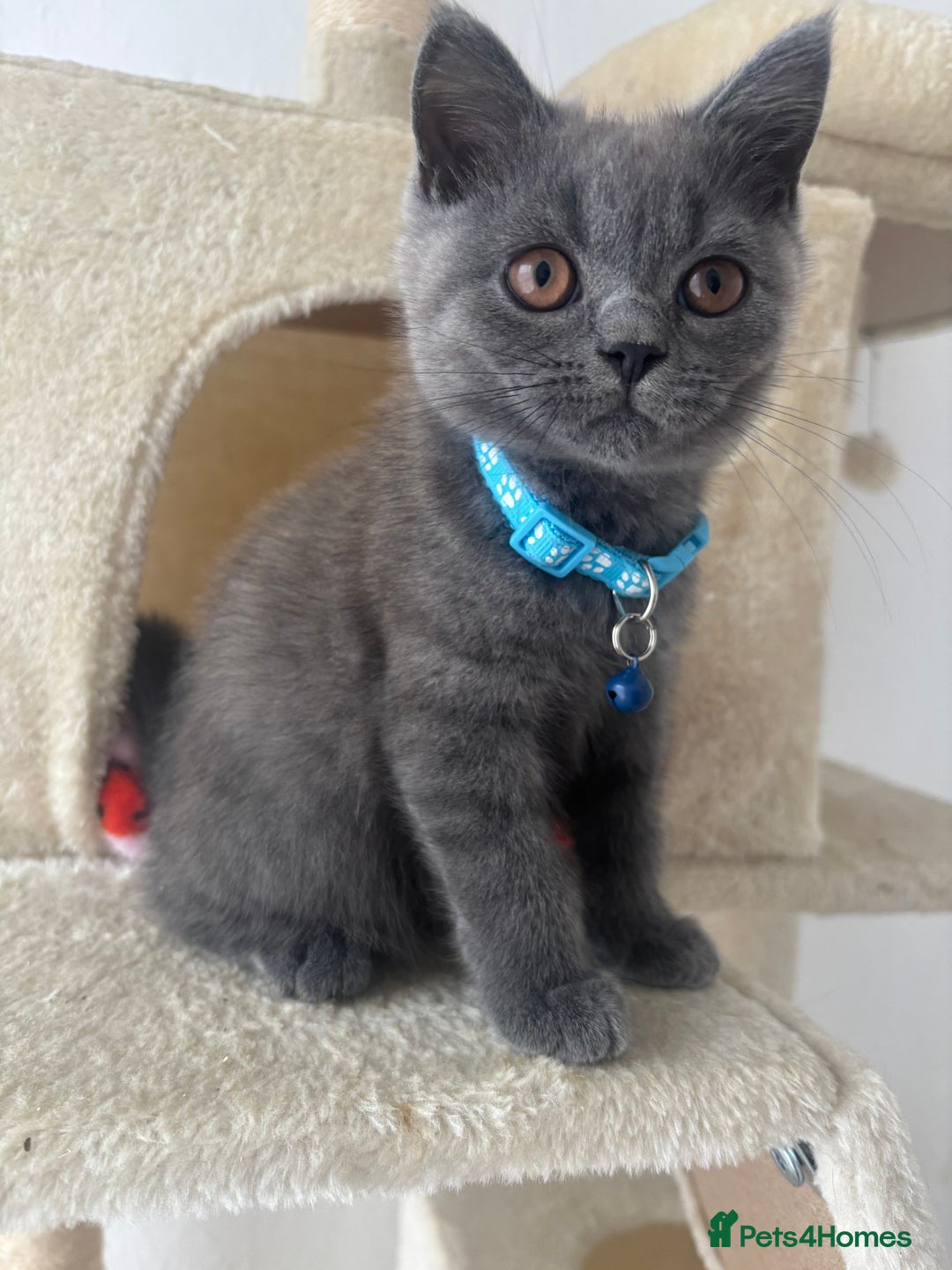 British Shorthair cats for sale: 🐾 2 Adorable Male British Shorthair Kittens🐾 - Image 6