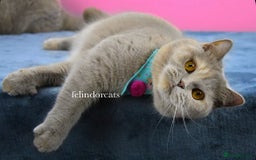 British Shorthair cats for sale: Show quality lilac British shorthair Tica🏆 - Image 14