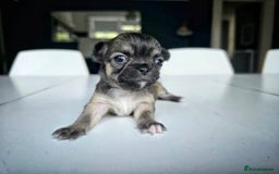 Chihuahua dogs for sale: Beautiful fluffy long haired chihuahuas - Image 21