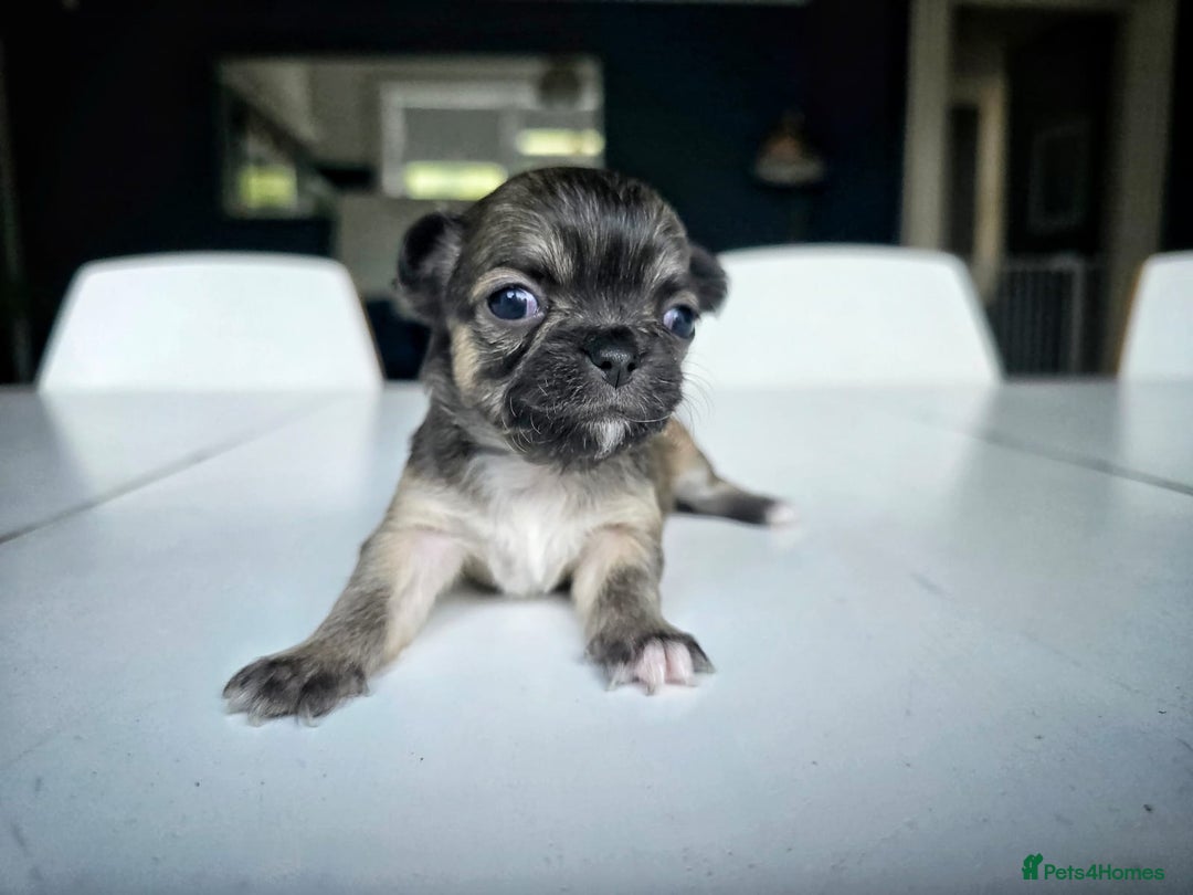 Chihuahua dogs for sale: Beautiful fluffy long haired chihuahuas - Image 21