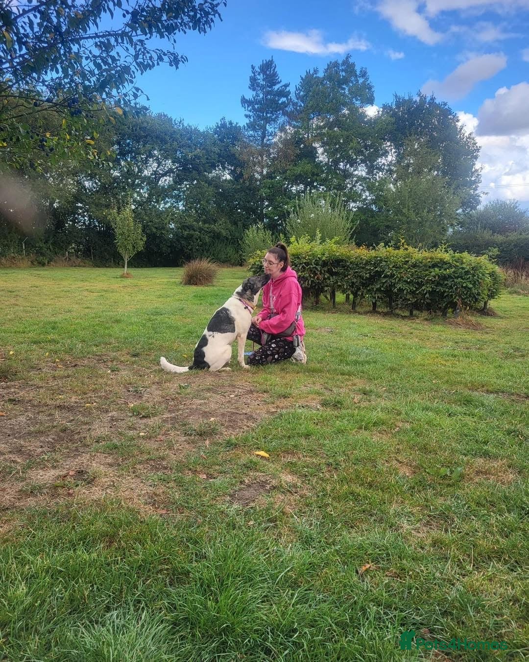 Mixed Breed dogs for adoption: Daisy - loves so hard. She just wants the same in Kidderminster - Advert 19