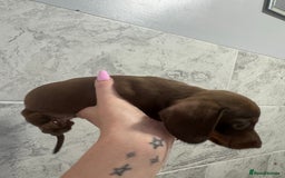 Miniature Dachshund dogs for sale: REDUCED Miniature dachshund Last Two available  in Hook - Image 18