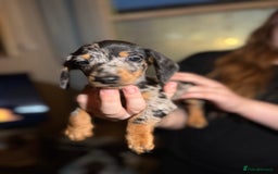 Miniature Dachshund dogs for sale: 🌟ONE LEFT🌟 Beautiful mini Dachshund puppies 🥰 - Image 2