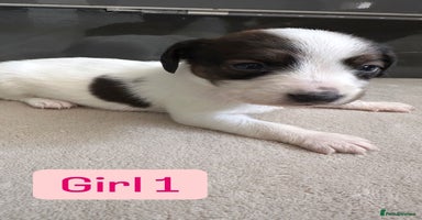 Mixed Breed dogs - Advert 12