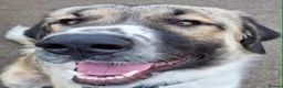 Mixed Breed dogs for adoption: 🐾Tuke  - Advert 10