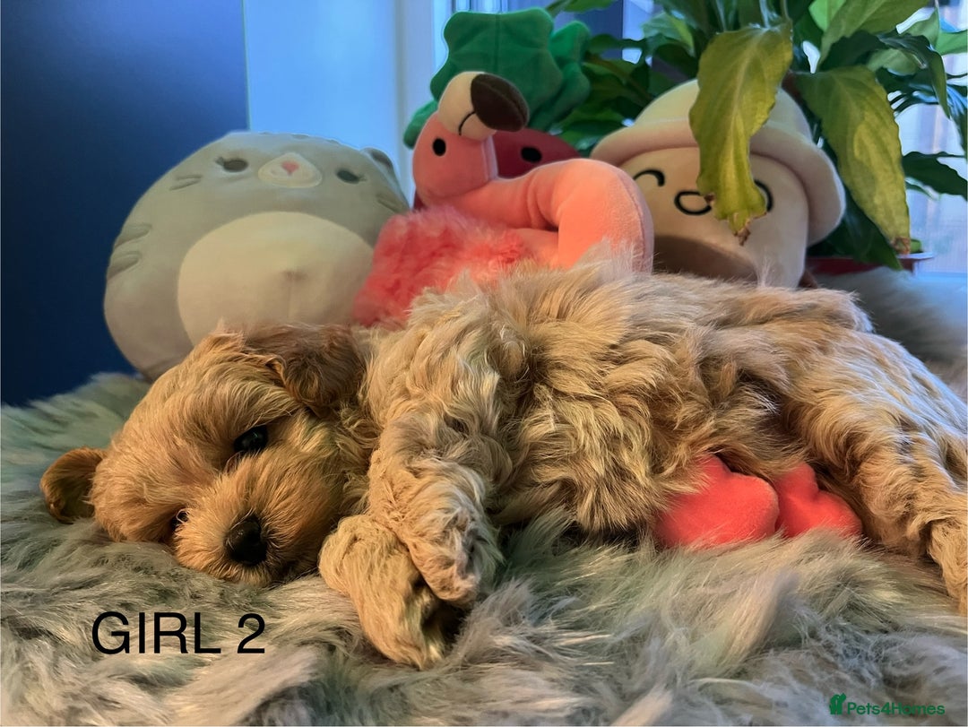 Maltipoo dogs for sale: F1 Beautiful Maltipool Puppies - Advert 15