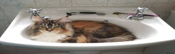 Maine Coon cats for sale: Half maine coon girls kittens - Advert 1