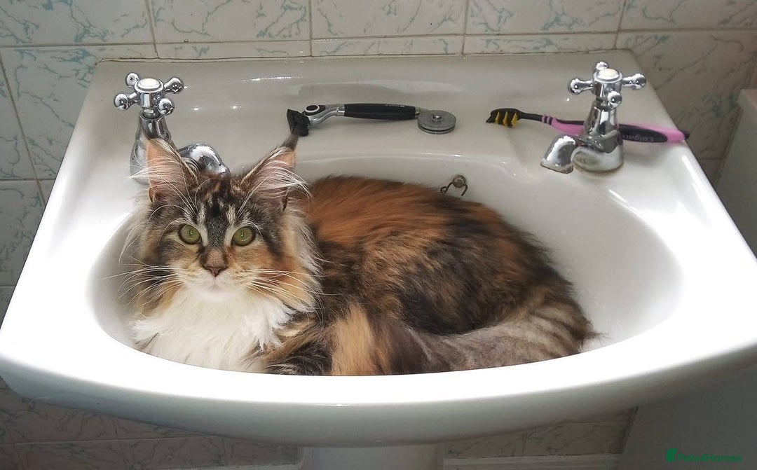 Maine Coon cats for sale: Half maine coon girls kittens - Advert 1