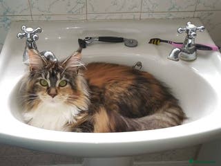 Maine Coon cats Half maine coon girls kittens - Advert 1