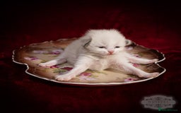 Ragdoll cats for sale: Ragdoll Blue Bicolor Kitten Boy LRBC SHOW TICA - Image 5