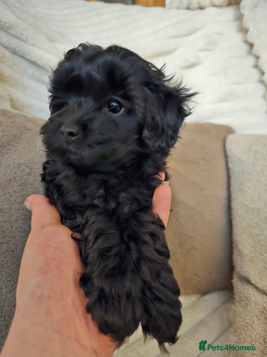 Maltipoo dogs for sale: Adorable rare merle maltipoos  ready no!!w - Advert 4