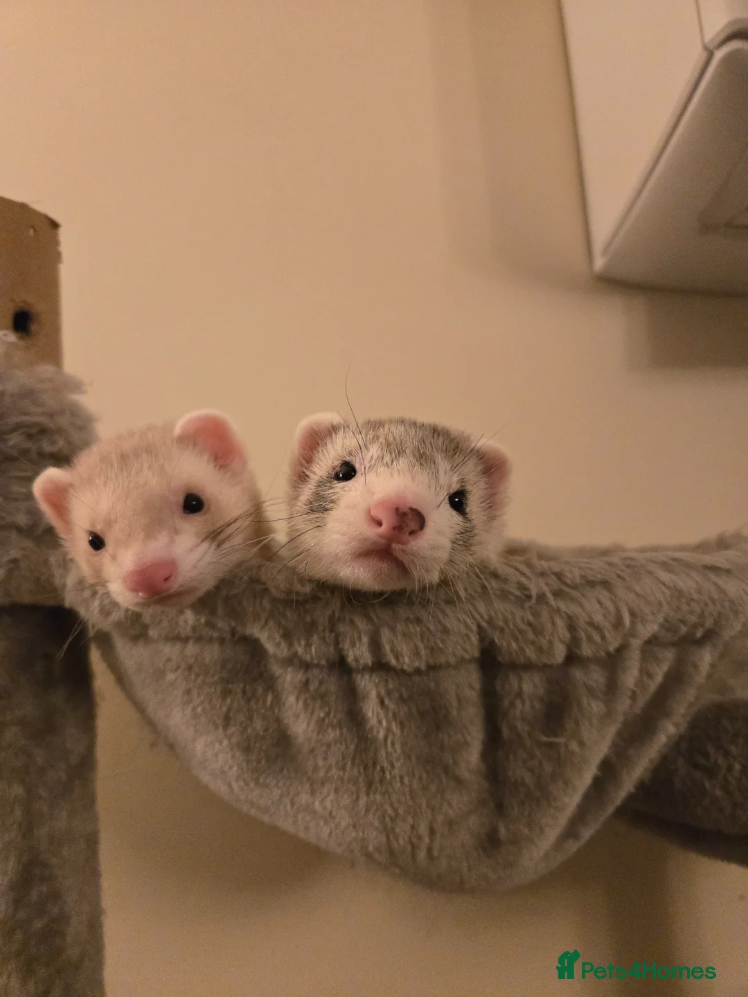 Ferret rodents for sale: Two neutered young hobs in Pencader - Advert 1