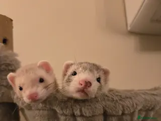 Ferret rodents Two neutered young hobs - Advert 1