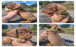 Miniature Dachshund dogs for sale: *READY* PRA CLEAR MINIATURE DACHSHUND PUPPIES  - Image 5