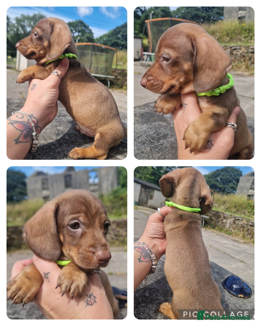 Miniature Dachshund dogs for sale: *READY* PRA CLEAR MINIATURE DACHSHUND PUPPIES  - Image 5