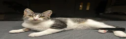 Mixed Breed cats for sale: Mixed breed tabby and white 1 year old female cat - Advert 5