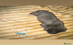Staffordshire Bull Terrier dogs for sale: Staffordshire bull terriers - Image 6