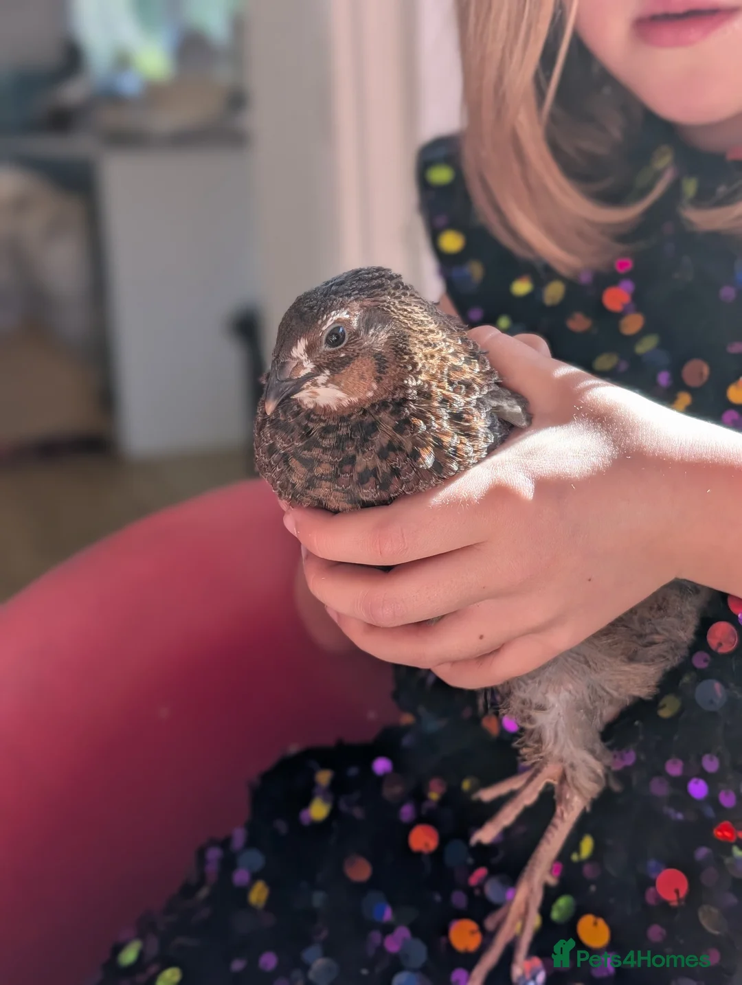 Quail poultry for sale: Two Gorgeous male quails - Advert 2