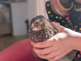 Quail poultry Two Gorgeous male Celadon Quails - Advert 6