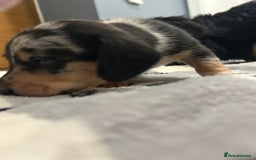 Miniature Dachshund dogs for sale: Mini dachshund puppies - Image 13