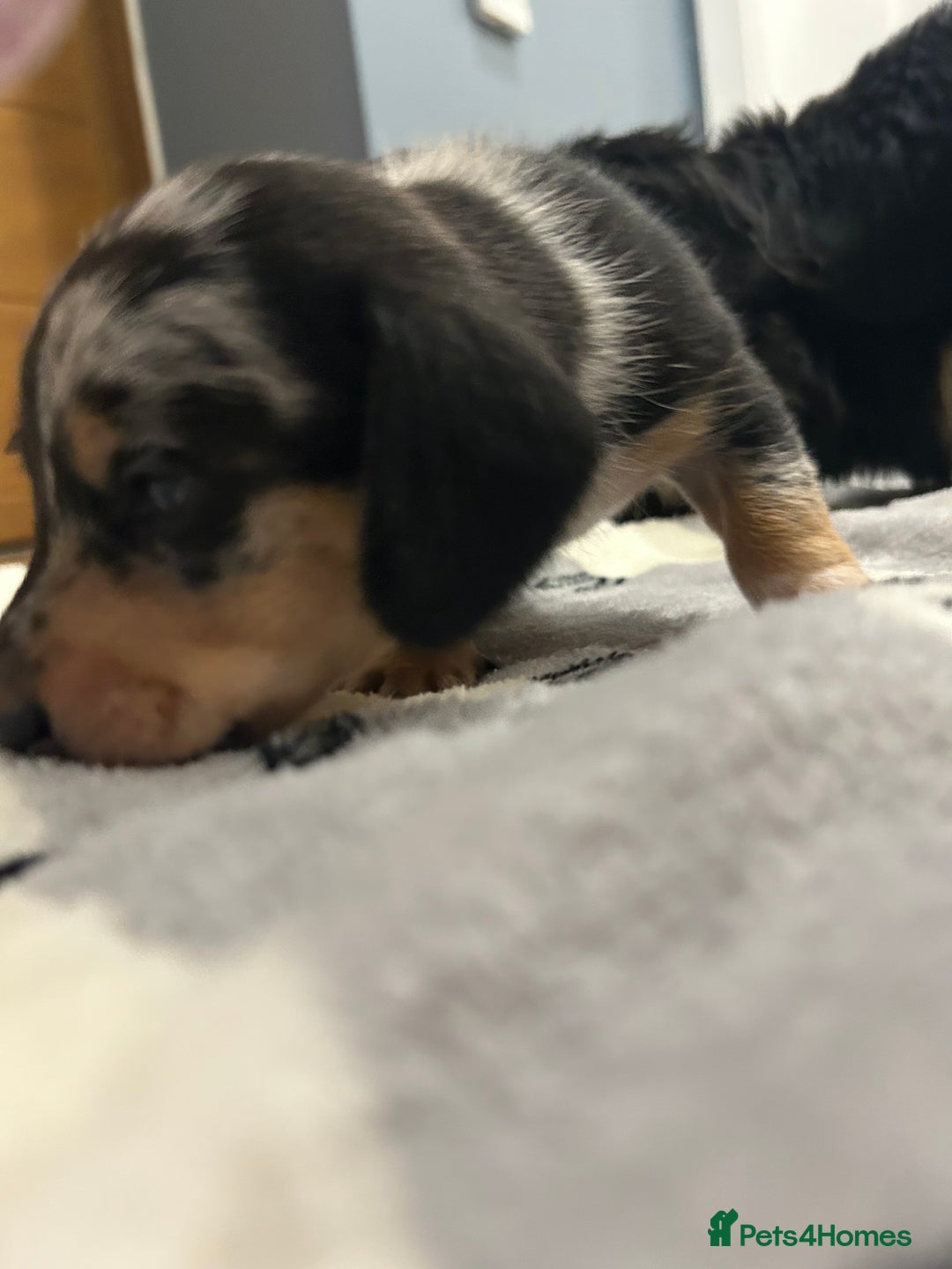 Miniature Dachshund dogs for sale: Mini dachshund puppies - Image 13