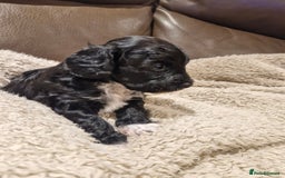 Cockapoo dogs for sale: F1B miniature/toy Cockapoos - Image 7