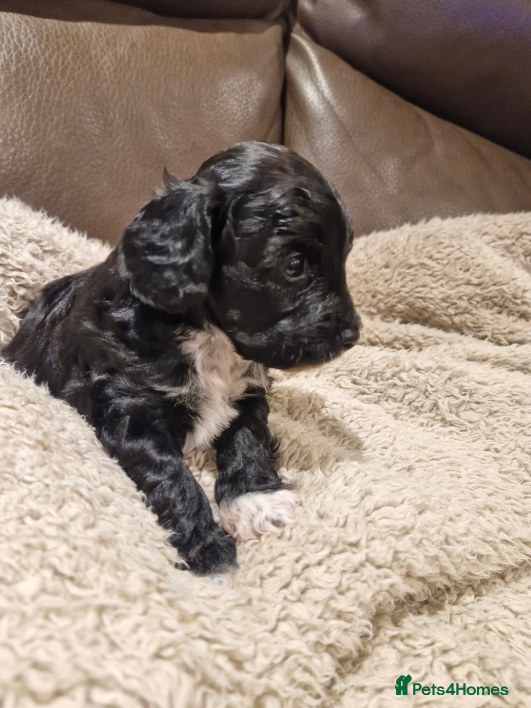 Cockapoo dogs for sale: F1B miniature/toy Cockapoos - Image 7