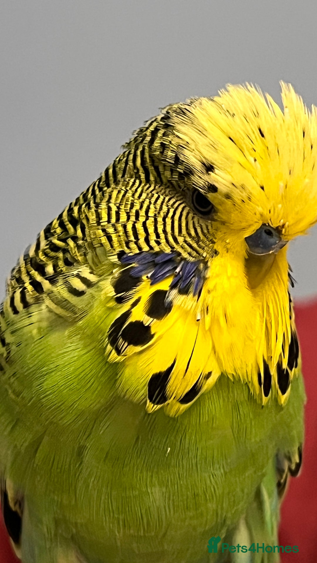 Budgerigars birds for sale: Male Exhibition budgie for sale - Advert 3